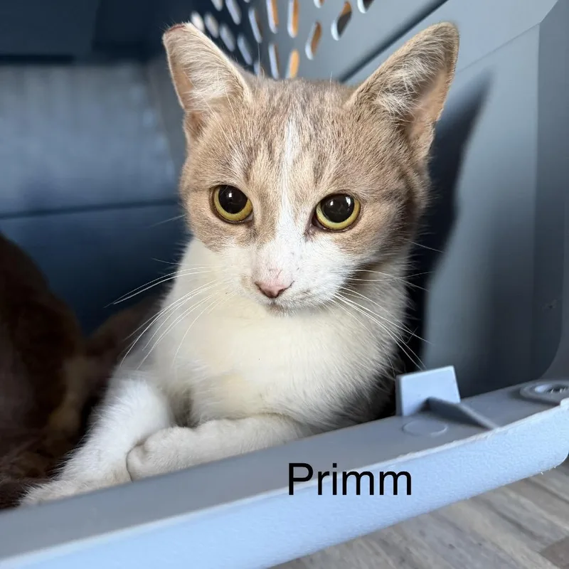 A young medium-sized female Domestic Short Hair cat named Primm for adoption in Las Vegas, NV