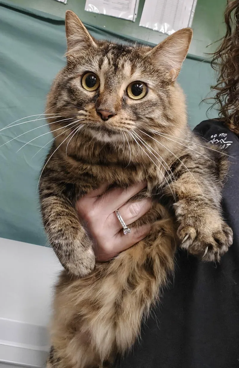 An adult medium-sized female Domestic Long Hair cat named Winifred for adoption in Royal Palm Beach, FL