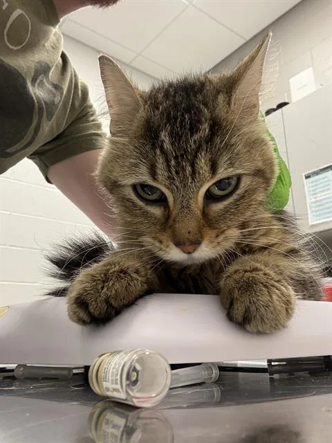 A young small-sized female Domestic Short Hair cat named Tyr for adoption in Indianapolis, IN