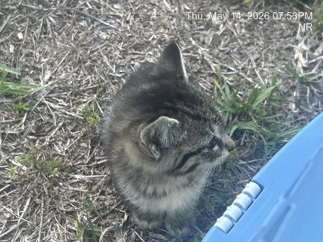 A baby small-sized female Domestic Short Hair cat named Karen for adoption in Ocala, FL