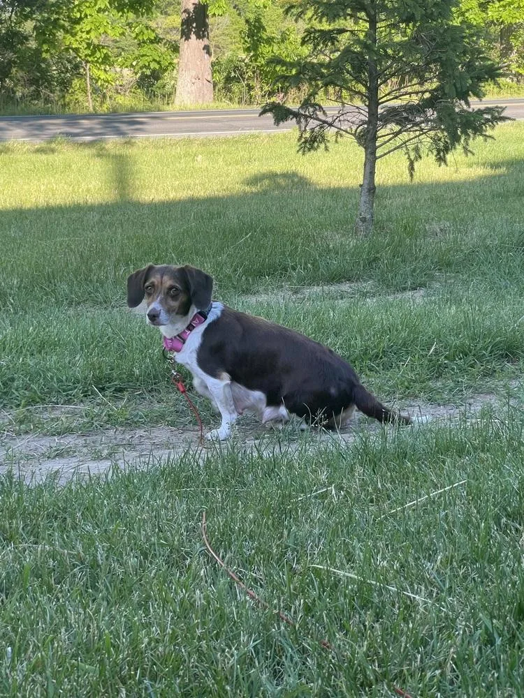 An adult medium-sized female Beagle dog named Paloma for adoption in Lansing, MI