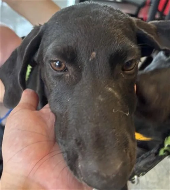 A baby large-sized female Labrador Retriever dog named Chai A for adoption in Plano, TX