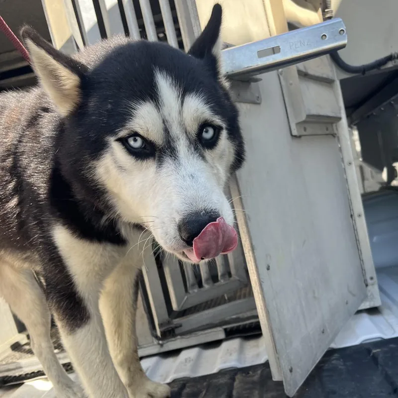 An adult medium-sized male Husky dog named Blake for adoption in Edinburg, TX