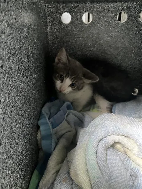 A baby small-sized female Domestic Short Hair cat named Izzy for adoption in Dallas, TX