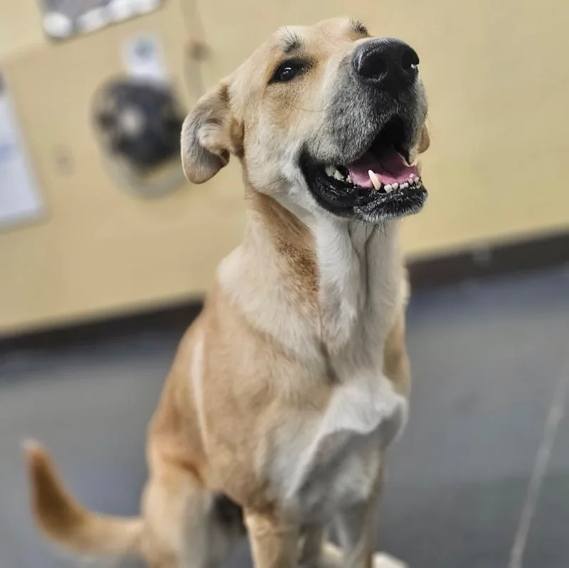 Devina  Local thumbnail 4