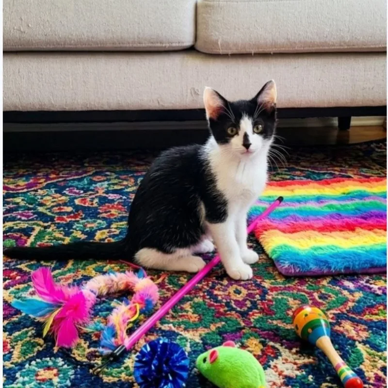 A baby medium-sized female Black & White / Tuxedo Domestic Short Hair cat named Betsy for adoption in Wyandotte, MI