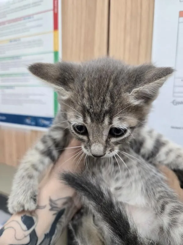 A baby small-sized female Domestic Short Hair cat named Rachel for adoption in Kennewick, WA