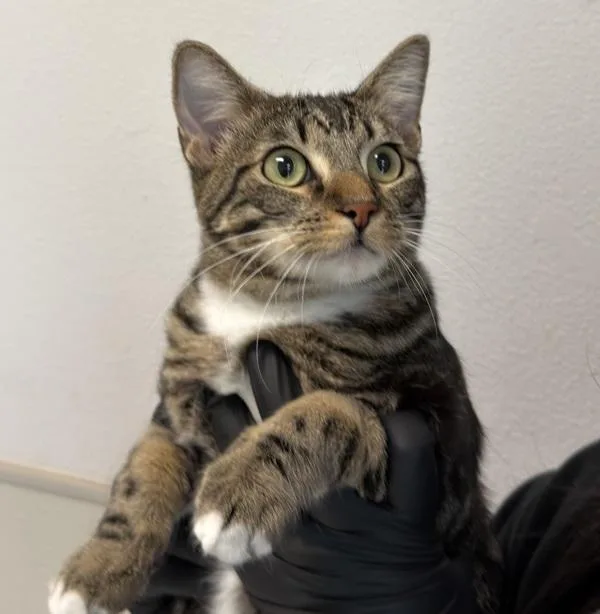 A young medium-sized female Domestic Short Hair cat named Nyla for adoption in Oceanside, CA