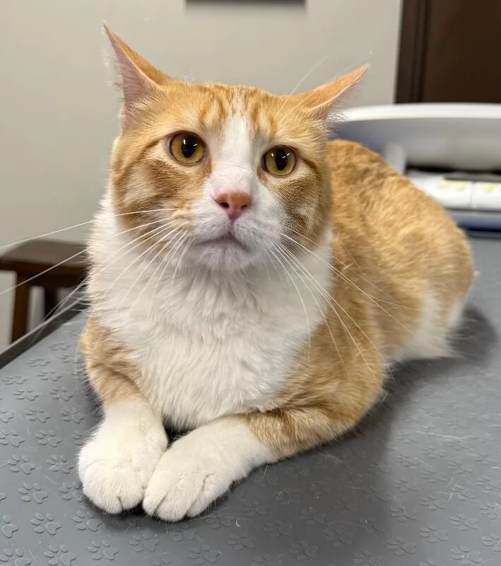 An adult large-sized male Domestic Short Hair cat named Astro for adoption in Yankton, SD