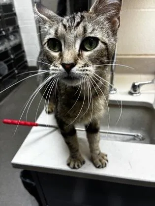 An adult medium-sized female Buff / Tan / Fawn Domestic Short Hair cat named Pheobe for adoption in Wichita, KS