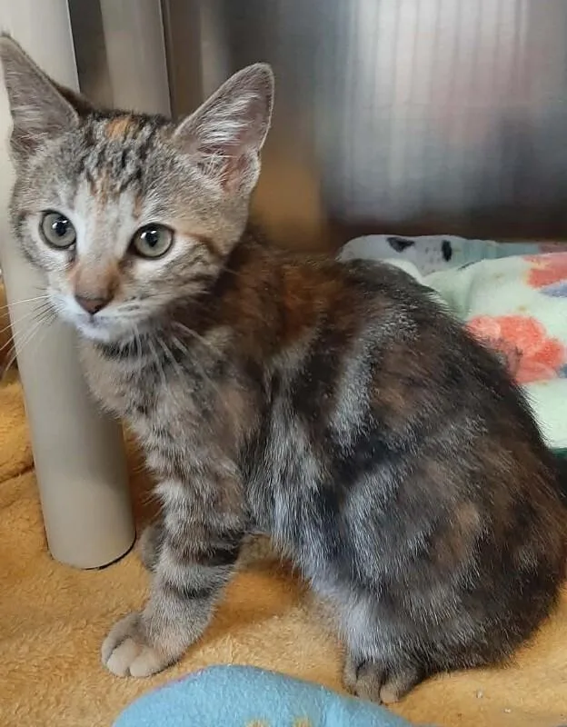 A baby medium-sized female Torbie Domestic Short Hair cat named Lilo for adoption in Georgetown, OH