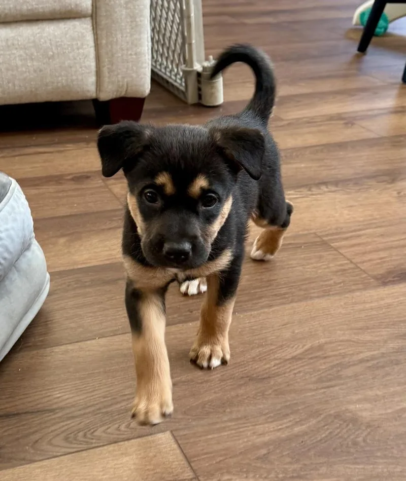 A baby medium-sized male Tricolor (Brown, Black, & White) Shepherd dog named Chakra for adoption in Clinton Township, MI