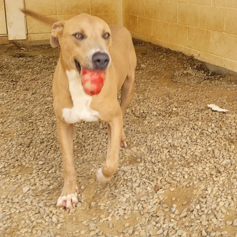 Pigeon Jeremiah thumbnail 2