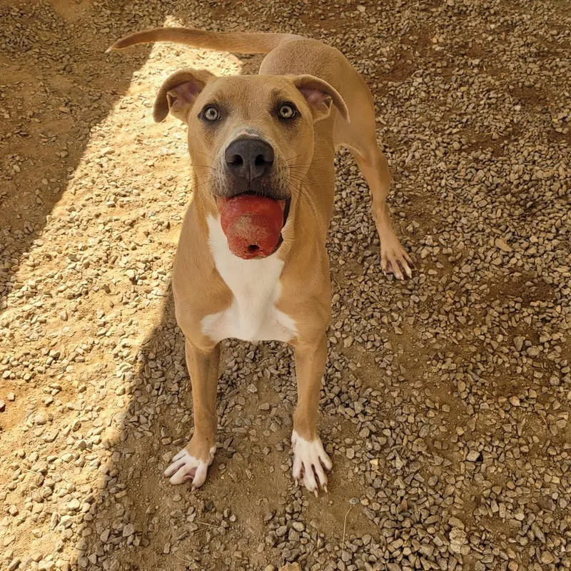 Pigeon Jeremiah thumbnail 3