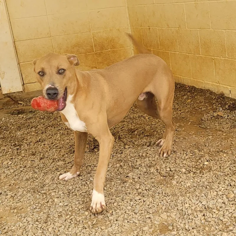 Pigeon Jeremiah thumbnail 4