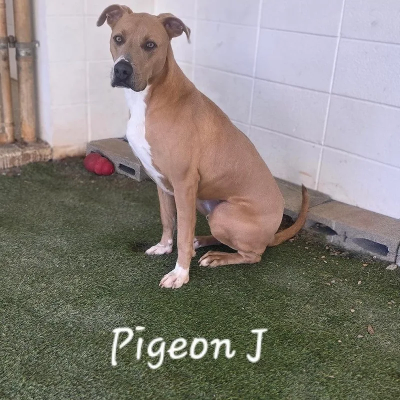 Pigeon Jeremiah thumbnail 5