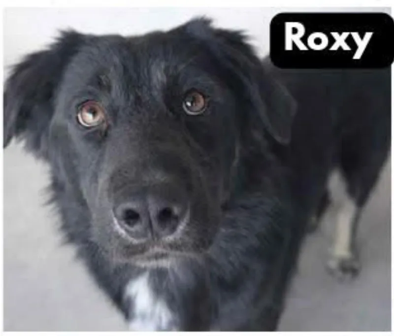 Roxy