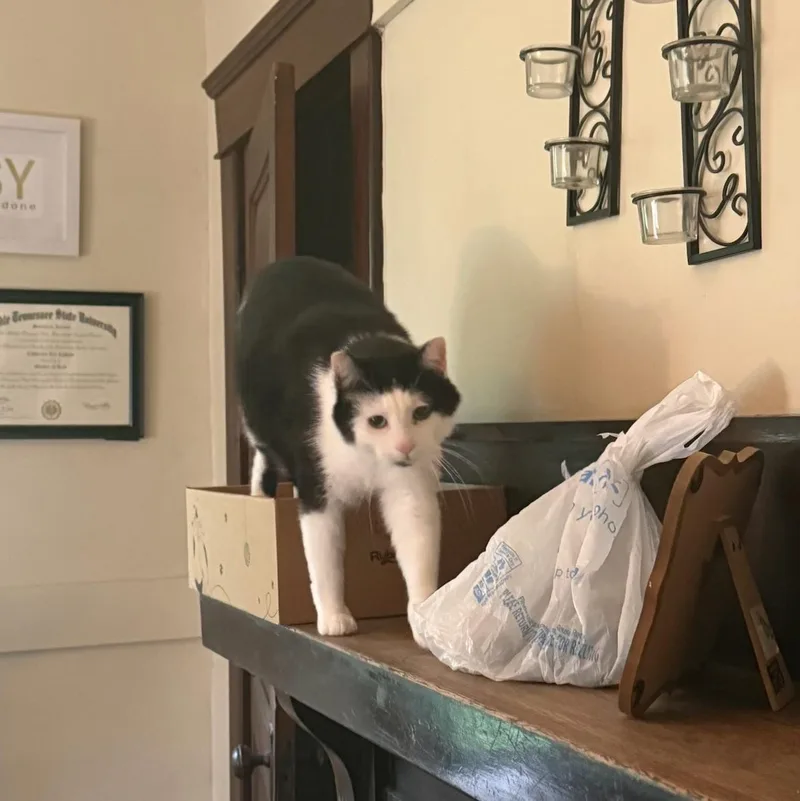 An adult medium-sized male Black & White / Tuxedo Domestic Short Hair cat named Stewart for adoption in DICKSON, TN