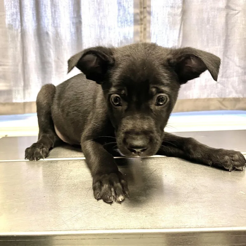 A baby small-sized male Black Mixed Breed dog named Tator Tot for adoption in Warrensburg, MO
