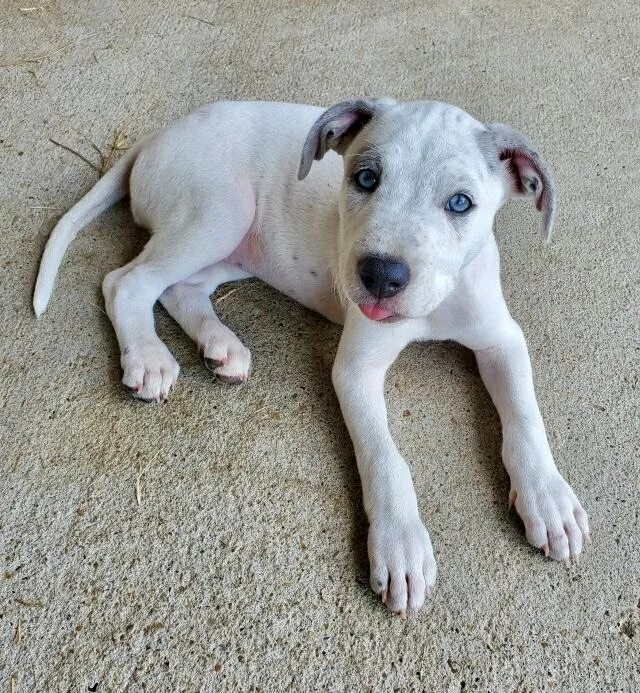 A baby medium-sized female White / Cream American Staffordshire Terrier dog named Pamba for adoption in Tomball, TX