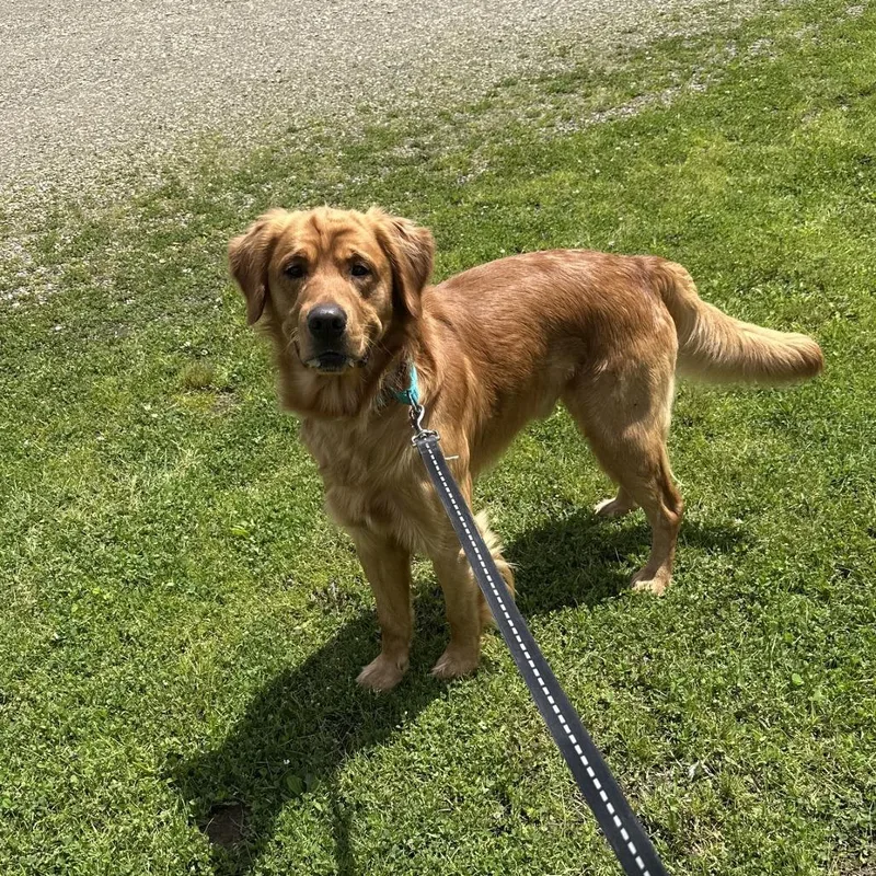 An adult large-sized male Golden Retriever dog named D Prince for adoption in Franklin, PA