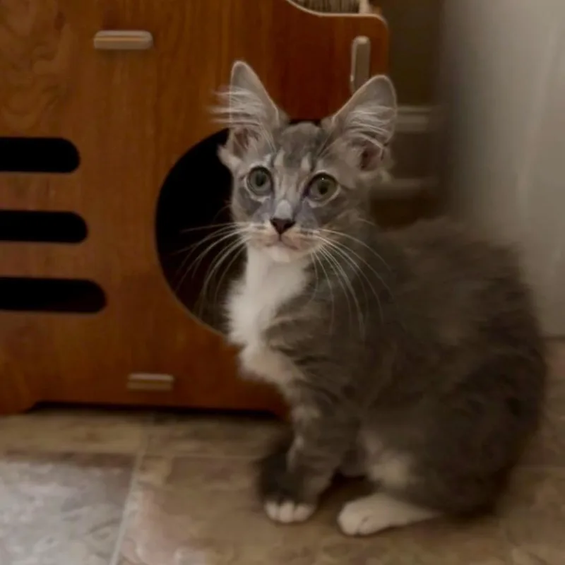 A baby small-sized male Domestic Medium Hair cat named Sir Bartholomew Pembroke for adoption in Woodstock, GA