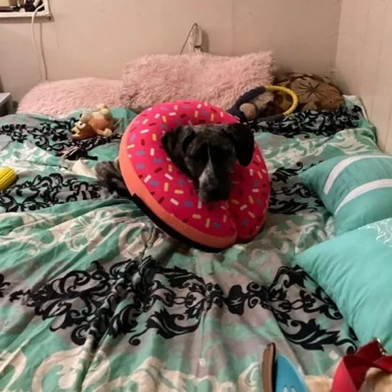 A young medium-sized female Brindle Plott Hound dog named Leia for adoption in Merritt Island, FL