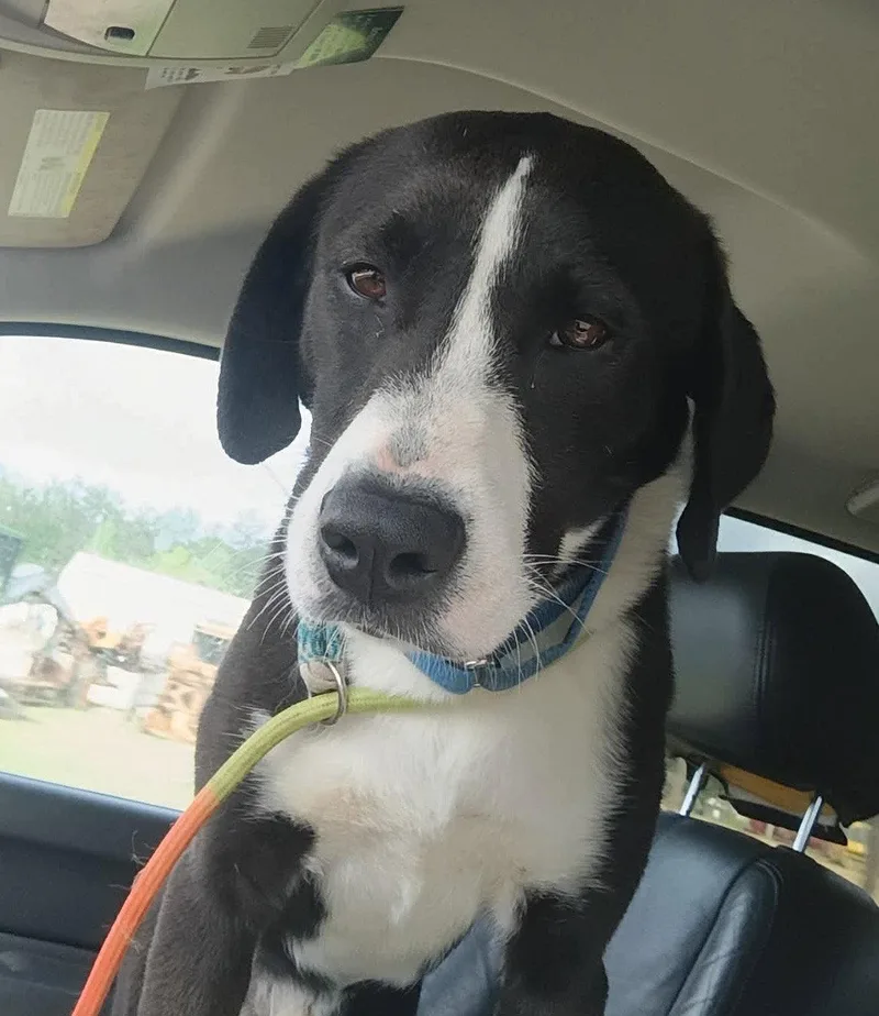A young medium-sized male Mixed Breed dog named Bo for adoption in Ridgefield, CT