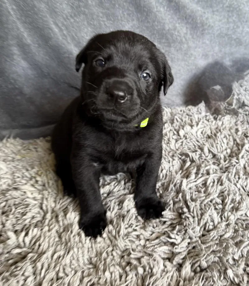 A baby large-sized male Black Labrador Retriever dog named Meeko for adoption in Warr Acres, OK