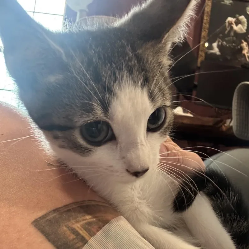 A baby medium-sized female Domestic Short Hair cat named Sailor Saturn for adoption in Chattanooga, TN
