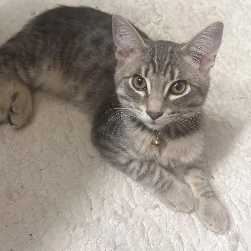 A baby small-sized male Gray / Blue / Silver Domestic Short Hair cat named Dipper for adoption in Spokane, WA