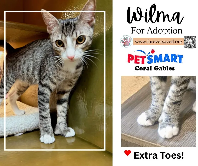 A baby small-sized female Tabby (Brown / Chocolate) Domestic Short Hair cat named Wilma for adoption in Miami, FL