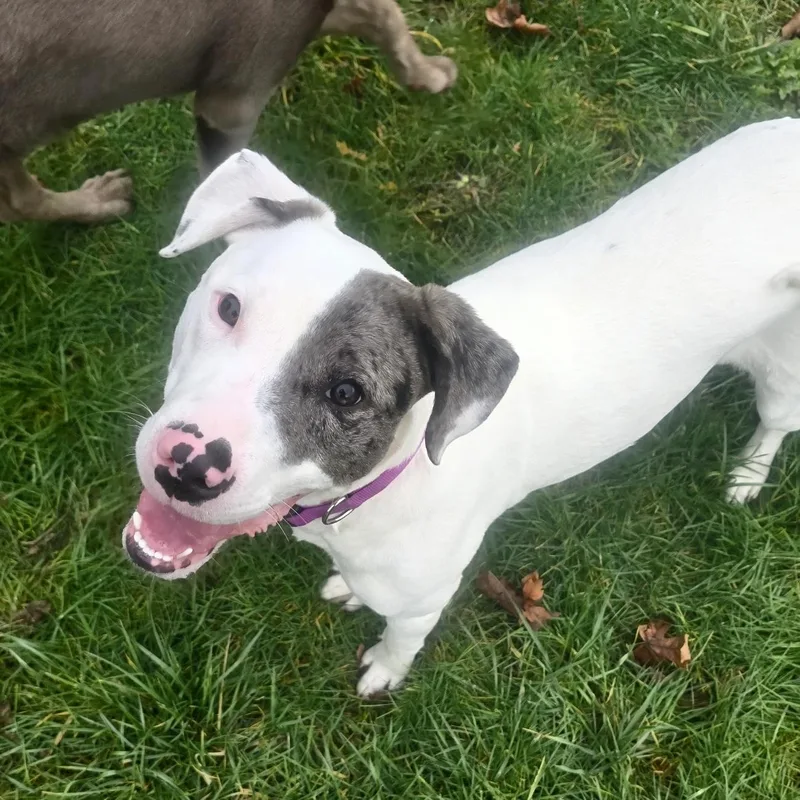 A young medium-sized female American Staffordshire Terrier dog named Luna for adoption in Olympia, WA