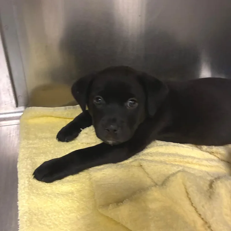 A baby small-sized male Black Black Labrador Retriever dog named Finn for adoption in Hawthorne, CA