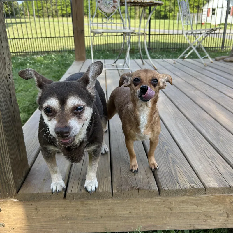 Bella And Babygirl