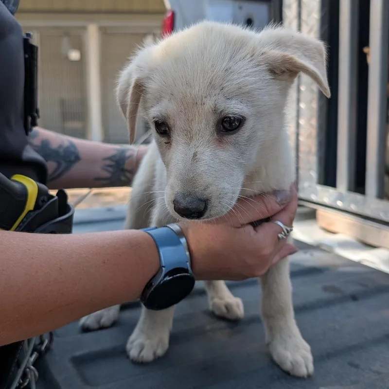 A baby medium-sized female White / Cream Shepherd dog named Wanda for adoption in Buchanan Dam, TX
