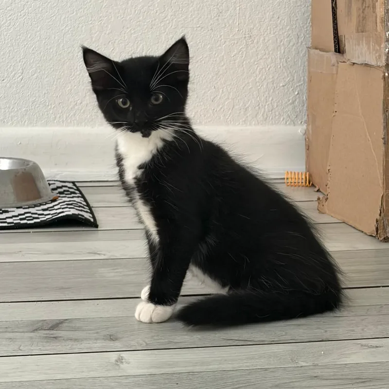 A baby medium-sized male Domestic Short Hair cat named Periwinkle for adoption in West Palm Beach, FL