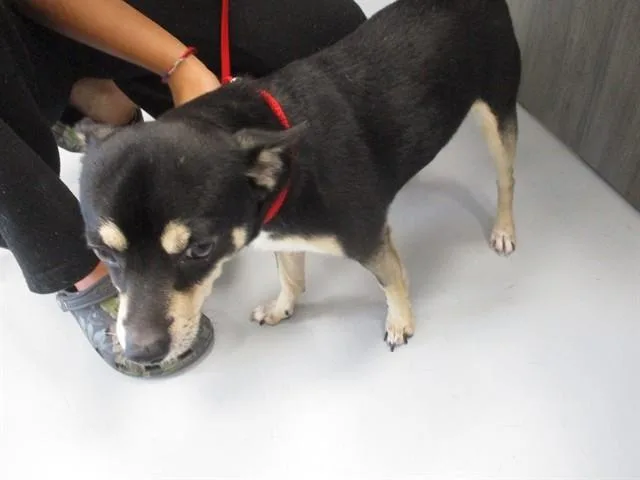 A young small-sized male Chihuahua dog named Rio for adoption in Ocala, FL