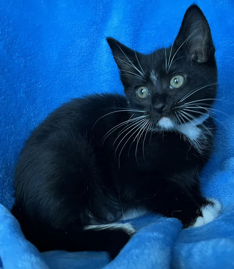 A baby medium-sized female Tuxedo cat named Rosie for adoption in Hood RIver, OR
