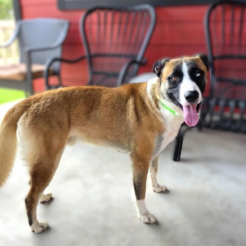An adult medium-sized male Bicolor Belgian Shepherd / Malinois dog named Odin for adoption in Austin, TX