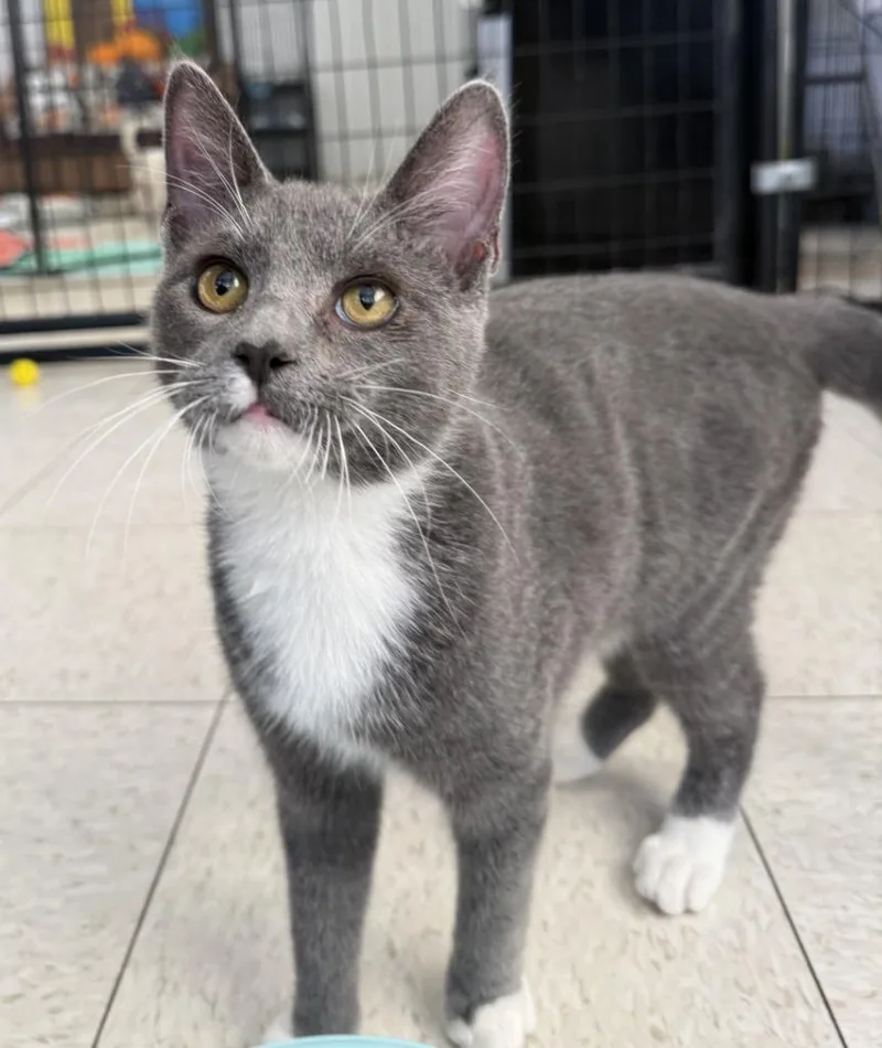A baby small-sized male Domestic Short Hair cat named Igor for adoption in Lemoore, CA