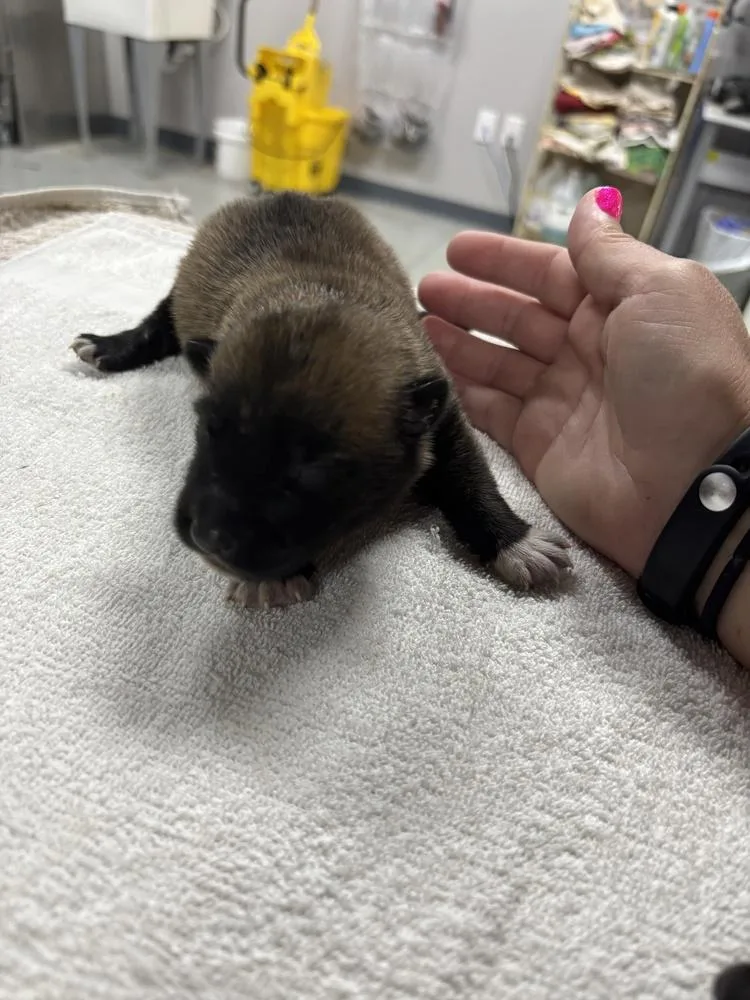 A baby small-sized male Belgian Shepherd / Malinois dog named High Octane Turbo Located for adoption in Imlay City, MI