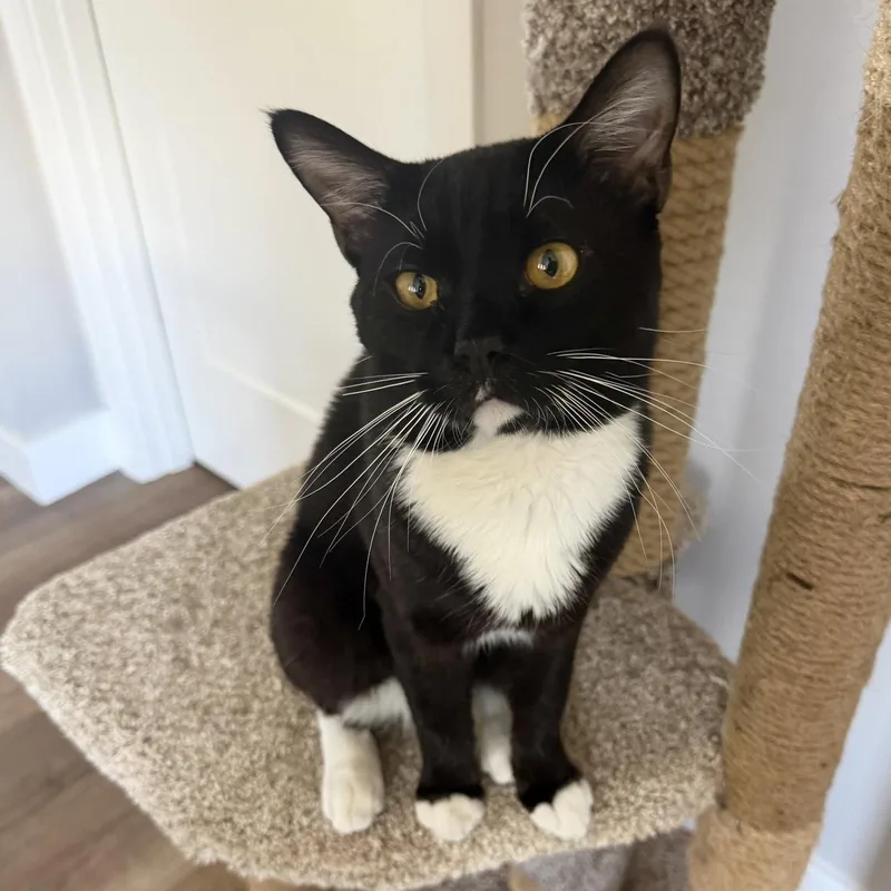 Archibald