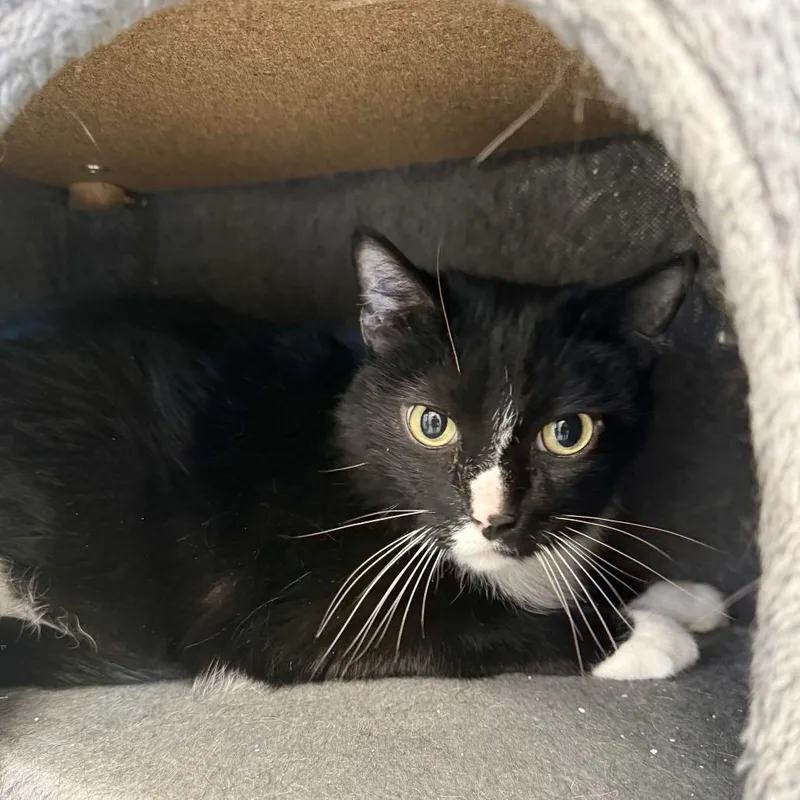 A senior large-sized male Black Domestic Medium Hair cat named Mickey for adoption in Beaumont, TX