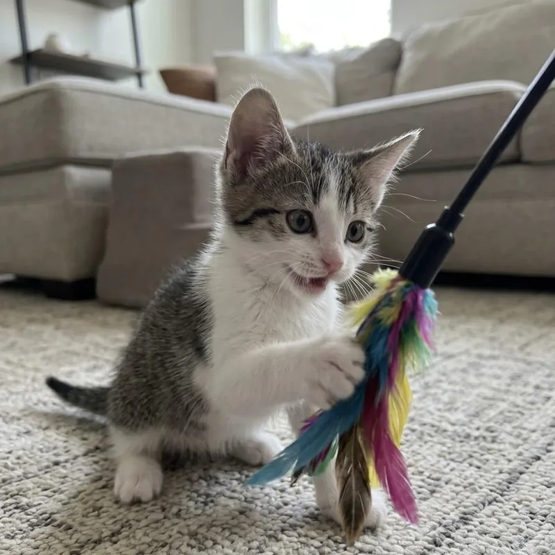 A baby small-sized male Tabby (Buff / Tan / Fawn) Domestic Short Hair cat named Forrest for adoption in Bentonville, AR