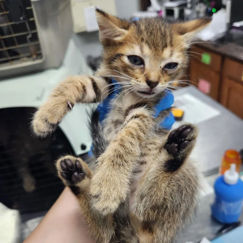 A baby small-sized male Brown / Chocolate Domestic Short Hair cat named Doodle for adoption in Summerville, SC