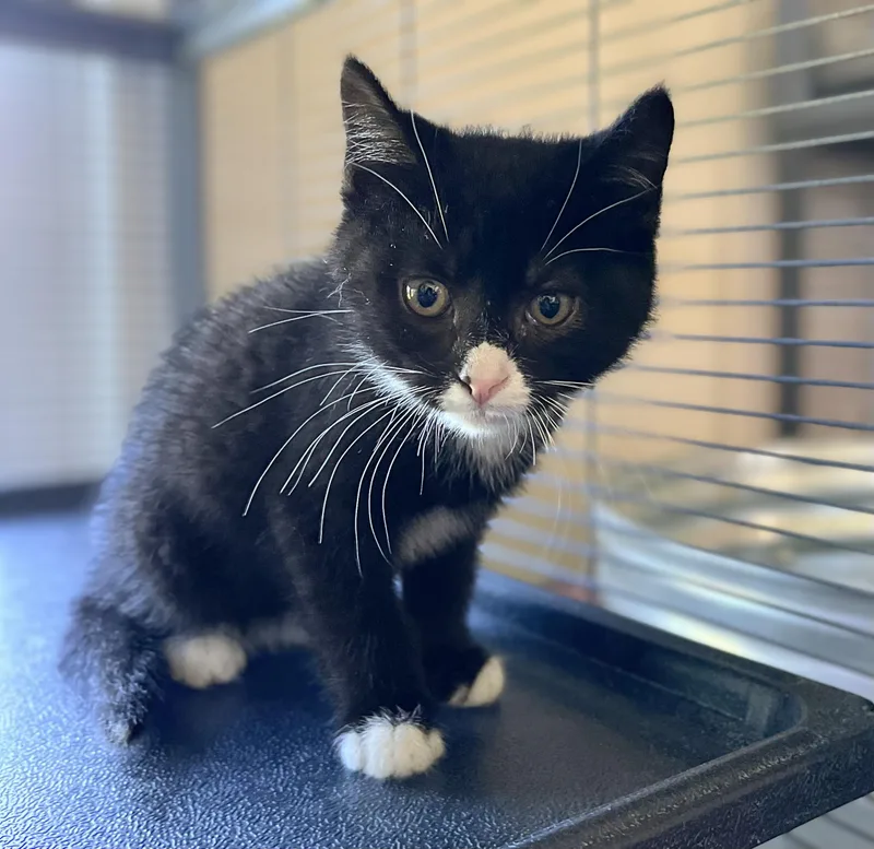 A baby medium-sized male Black & White / Tuxedo Domestic Short Hair cat named Stantz for adoption in Seville, OH