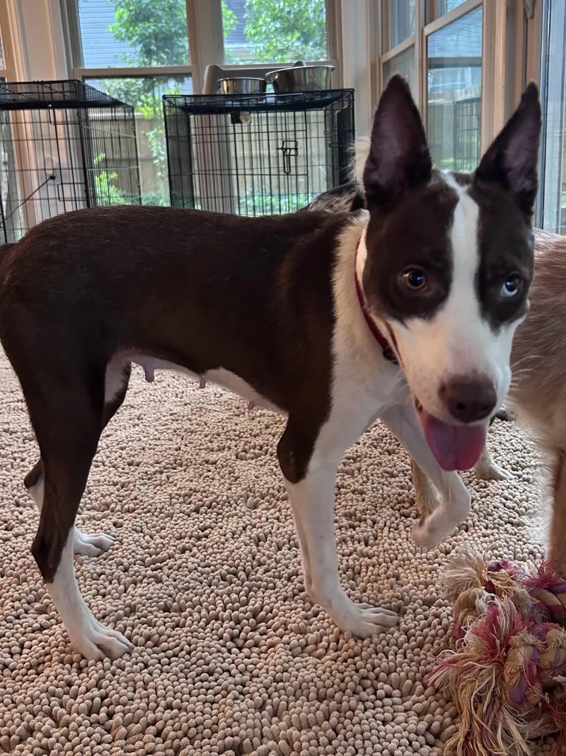 A young medium-sized female Brown / Chocolate Australian Shepherd dog named Magnolia for adoption in Moyock, NC