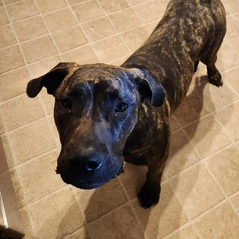 A young large-sized female Black Presa Canario dog named Mocha for adoption in manchester, PA