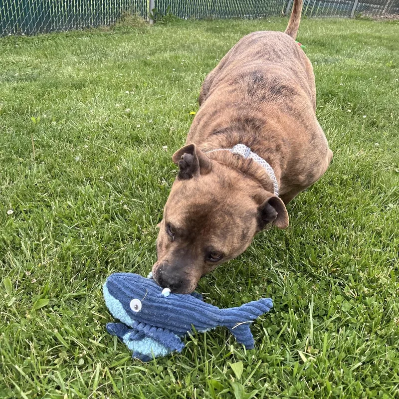 An adult large-sized male Brindle Terrier dog named Tiger Tony for adoption in West Jefferson, OH